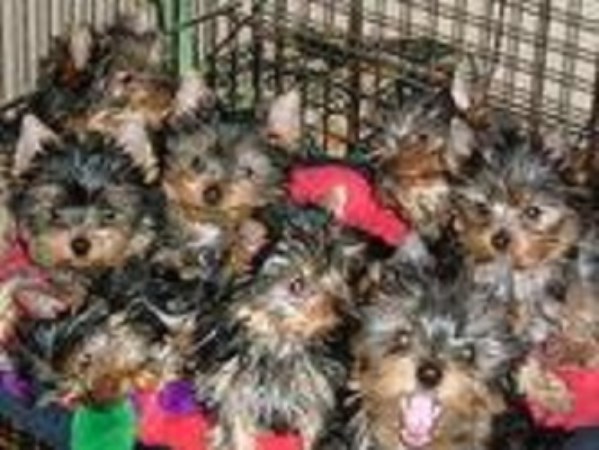 Yorkies Make Your Heart Pleasing one of my puppies