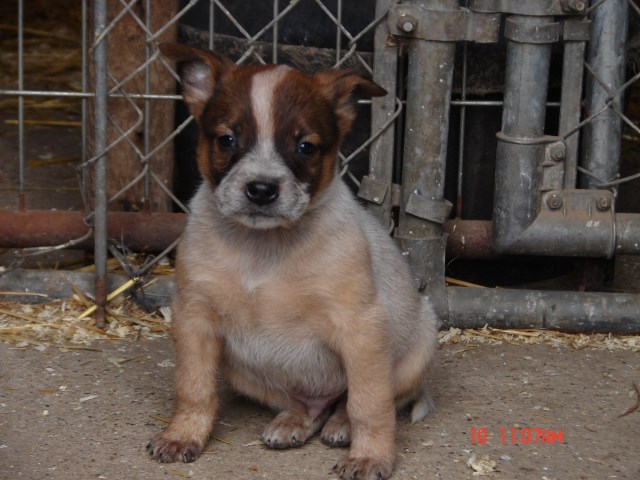 Australian Cattle Dog puppy for sale + 47861