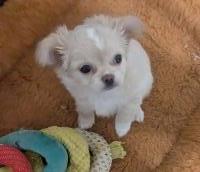 Pearl LC Apple Head Female Chihuahua Chihuahua for sale/adoption