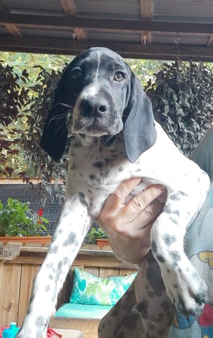 AKC German Shorthaired Pointers PRICE REDUCED