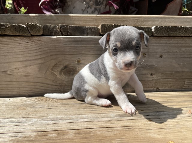 Miniature Rat Terrier Puppies