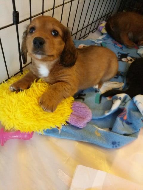 Dachshund Puppy Dog For Sale In Macedon New York