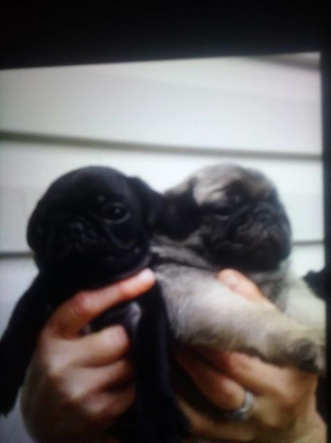 Four pug puppies  for sale