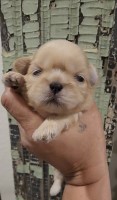 gold boy #1 - AKC Gorgeous gold boy with black pigment Shih Tzu for sale/adoption