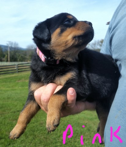 Rottweiler puppy for sale + 50528