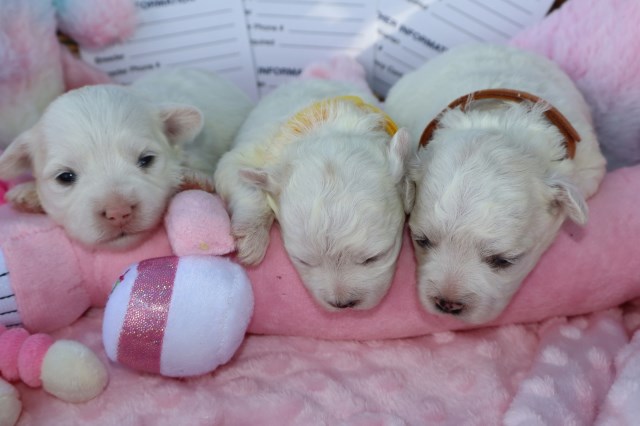 Maltipoo puppy for sale + 65218