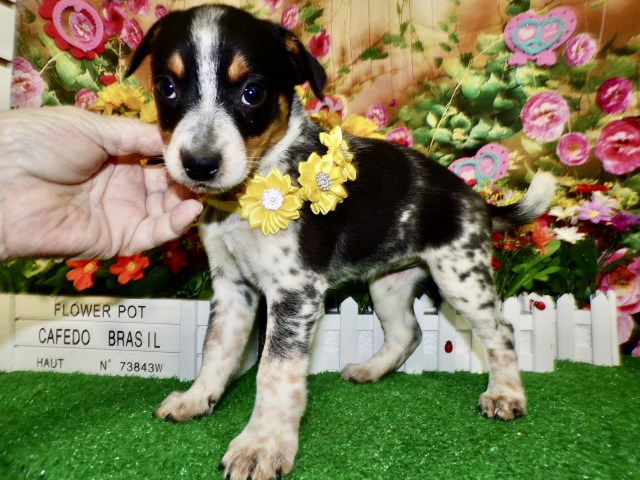 Miniature Pinscher puppy for sale + 66672