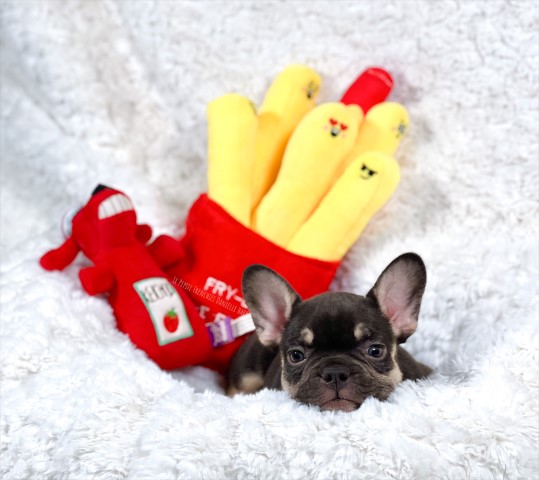 French Bulldog Puppies