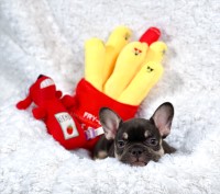 French Bulldog Puppies French Bulldog for sale/adoption
