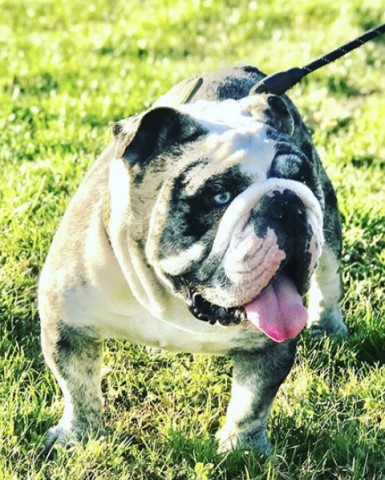 English Bulldog Stud