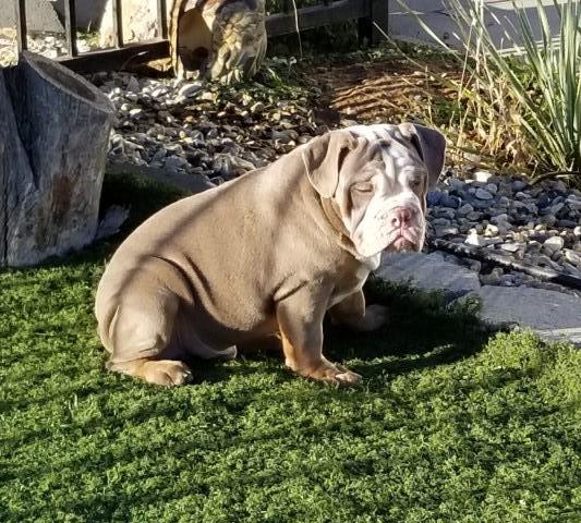 2 Males Olde English Bulldogs Lilac-Tri 4mos