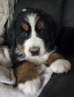Bernese Mountain males Bernese Mountain Dog for sale/adoption