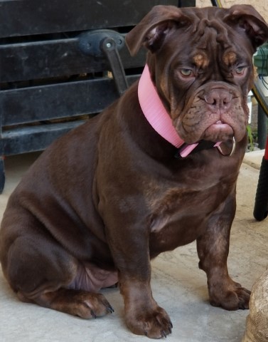 English Bulldog puppy for sale + 60500