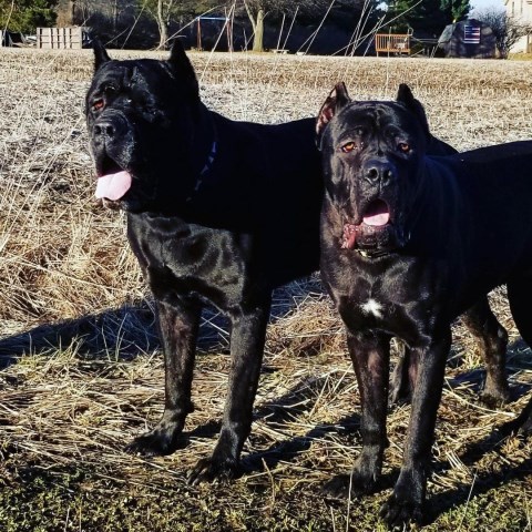 Cane Corso puppy for sale + 52776