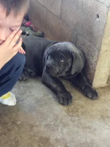 Cane corso puppies