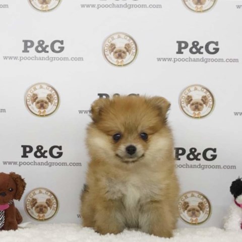 Pomeranian puppy for sale + 53298