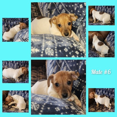 Jack Russell Terrier puppy for sale + 66205