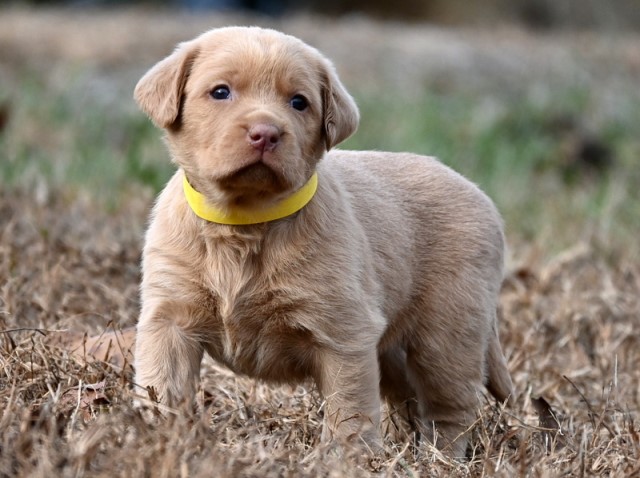 Labrador Retriever puppy for sale + 66249