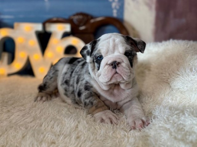 English Bulldog puppy for sale + 66627