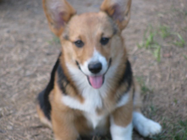 Pembroke Welsh Corgi puppy for sale + 53876