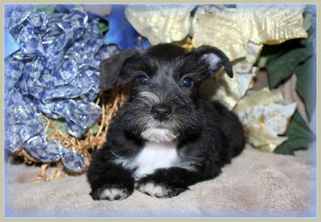 Zulu:  AKC Toy Miniature Schnauzer ADORABLE