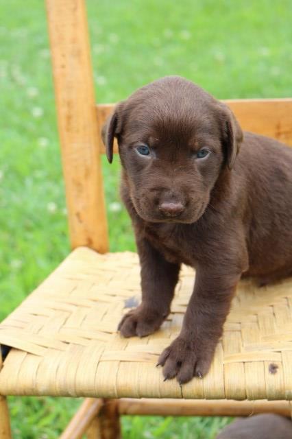 Labrador Retriever puppy for sale + 58201