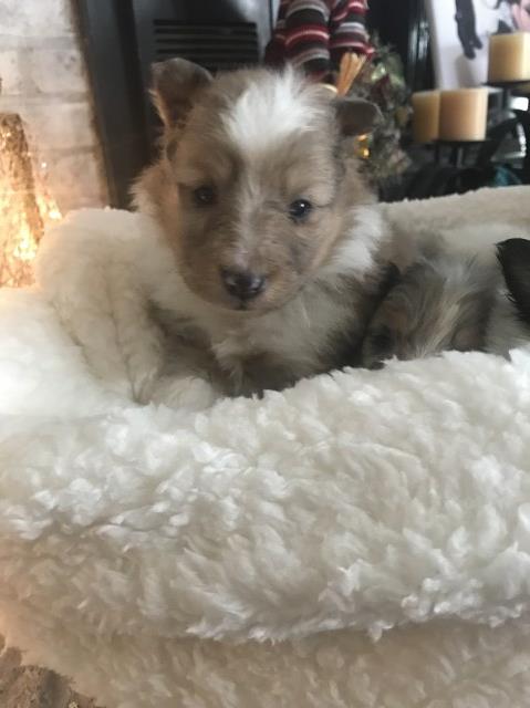 Shetland Sheepdog puppy for sale + 54684