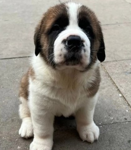 Saint Bernard puppies for sale