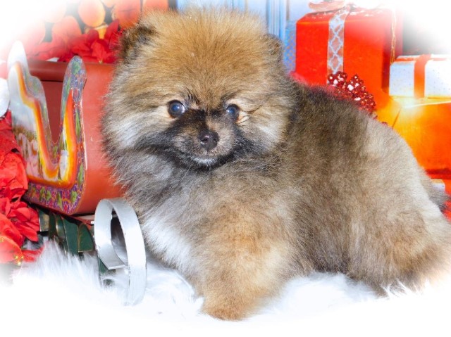 Pomeranian puppy for sale + 62629