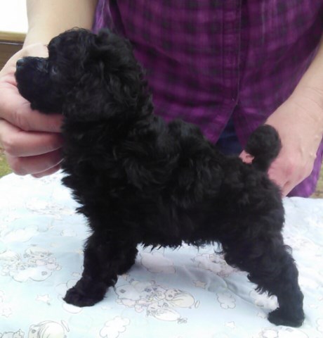 Poodle Toy puppy for sale + 52036