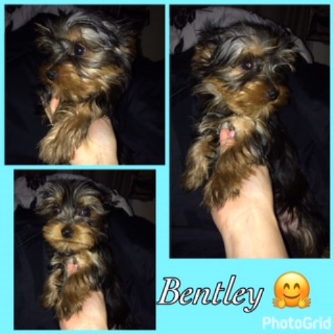 Yorkshire Terrier puppy for sale + 48451