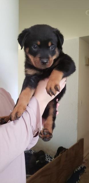 PURE BREED ROTTWEILER PUPPIES READY FOR NEW HOME