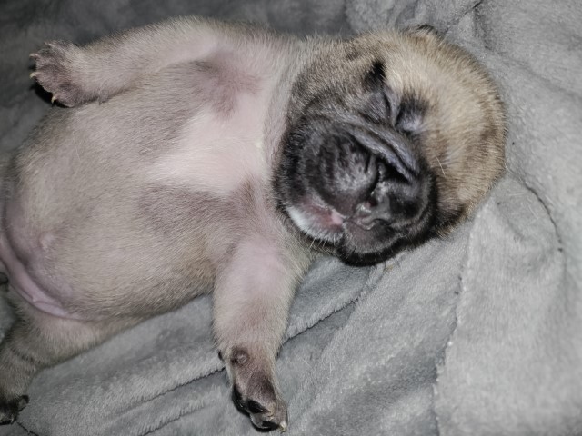 French Bulldog puppy for sale + 62426