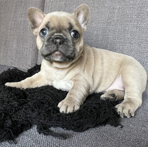French Bulldog puppy for sale + 64436