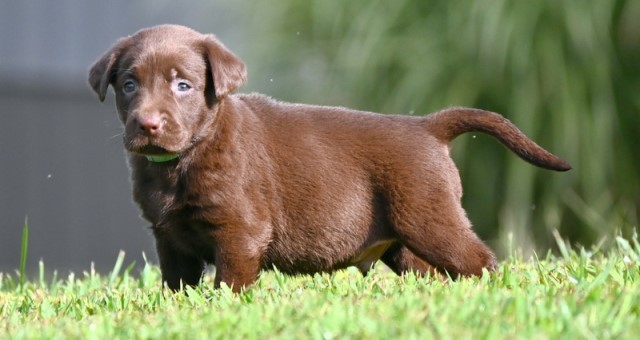 AKC Black, Chocolate, & Silver Labrador Retriever Puppies for Sell!