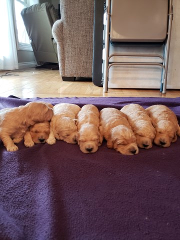 Goldendoodles For Sale