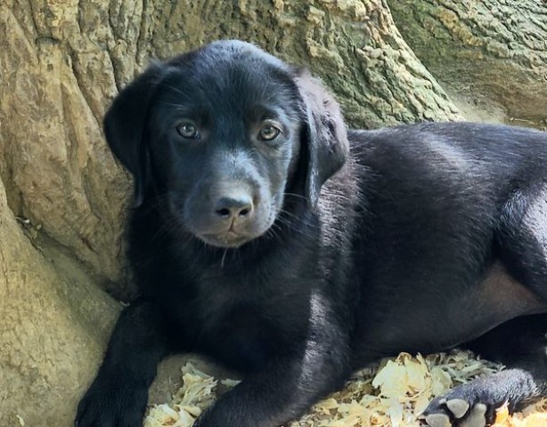 Labrador Retriever puppy for sale + 63317