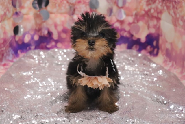 Yorkshire Terrier puppy for sale + 60106