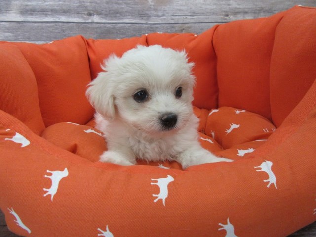 Maltese puppy for sale + 47053