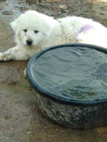 Great Pyrenees puppy for sale + 56567