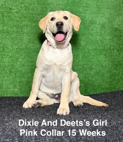 Labrador Retriever puppy for sale + 67049