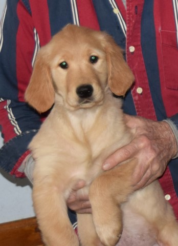 Quality AKC Male Female Golden Retriever Puppies NW Ohio  Ready to go home  mid Jan.
