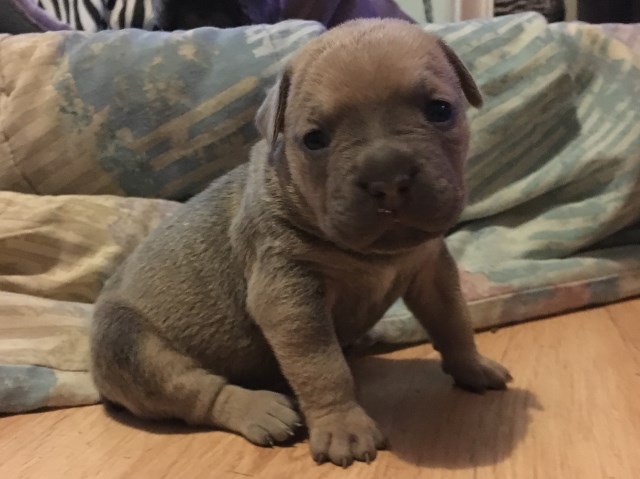 Christmas Cane Corso Pups