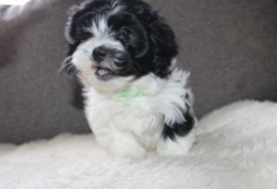 shih tzu - havanese is a Havashu  Laser