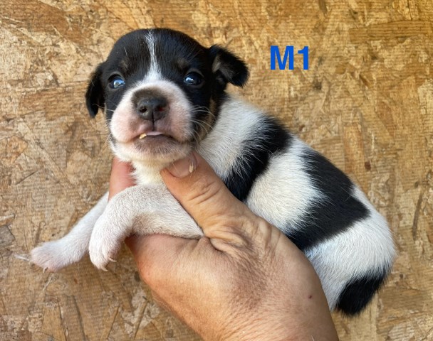 Miniature Rat Terrier Puppies