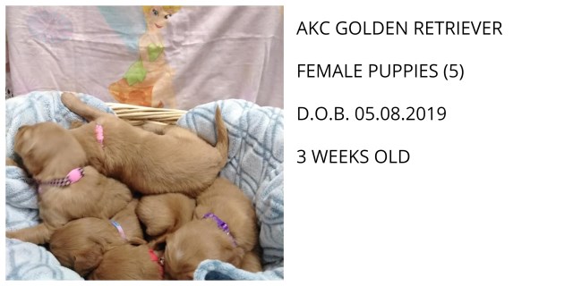 Golden Retriever puppy dog for sale in Mount Washington ...