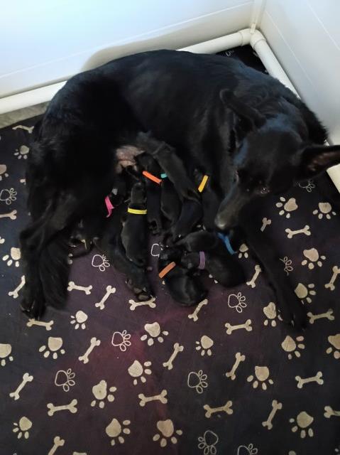 German Shepherd Dog puppy for sale + 67080