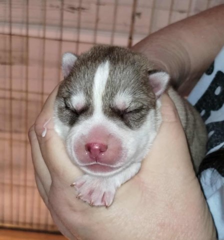 AKC Siberian Husky Champion  lines