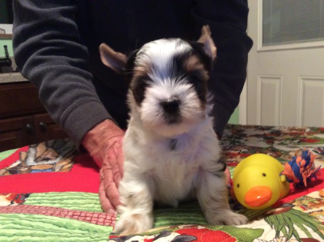 Yorkshire Terrier puppy for sale + 47223
