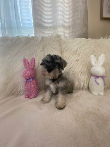 Miniature Schnauzer Female - Salt n Pepper 10 weeks old